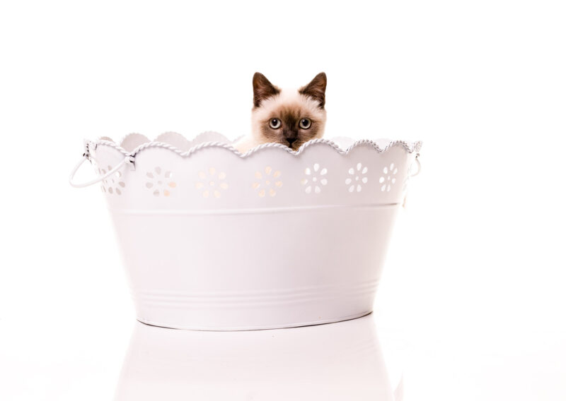 Fotoshooting mit Tieren