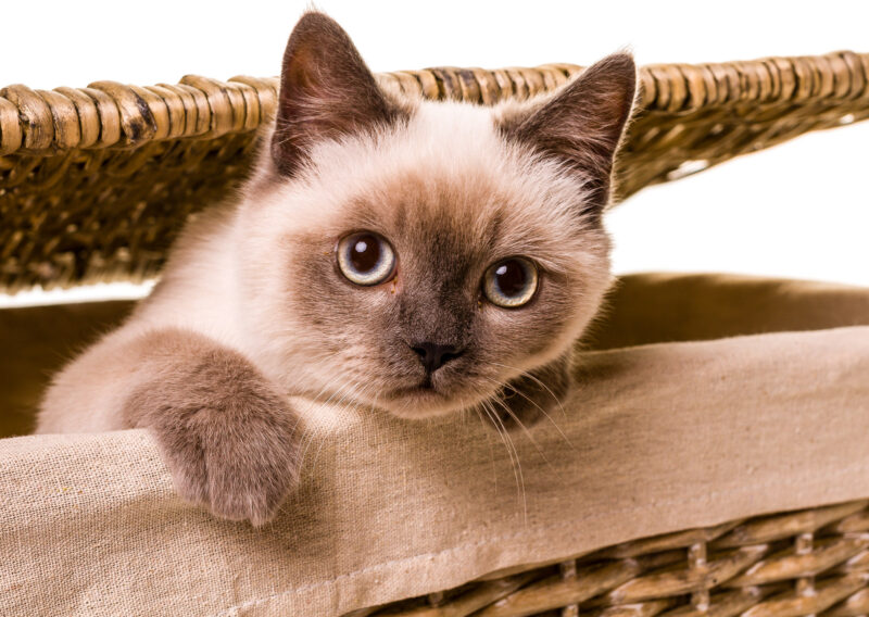 Fotoshooting mit Tieren