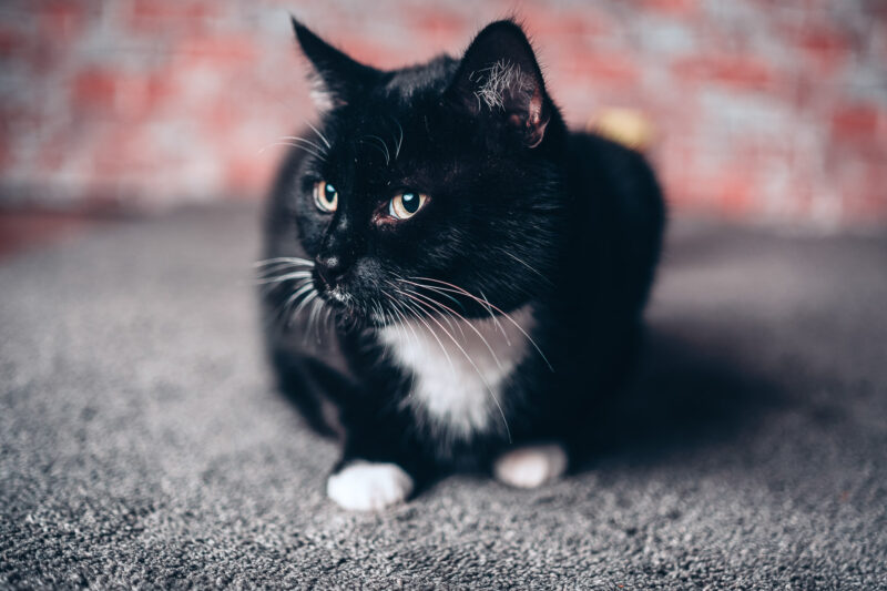 Fotoshooting mit Tieren