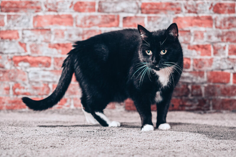 Fotoshooting mit Tieren